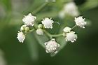 銀膠菊-花38.jpg