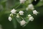 銀膠菊-花39.jpg