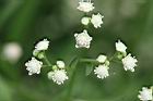銀膠菊-花40.jpg
