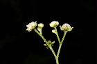 銀膠菊-花41.JPG