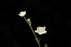 銀膠菊-花44.JPG