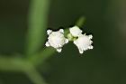 銀膠菊-花45.jpg