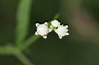 銀膠菊-花46.jpg