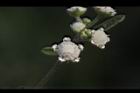 銀膠菊-花47.JPG