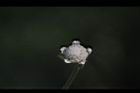 銀膠菊-花50.JPG