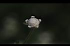 銀膠菊-花51.JPG