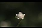 銀膠菊-花52.JPG