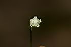 銀膠菊-花54.JPG