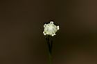 銀膠菊-花55.JPG