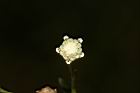 銀膠菊-花58.JPG
