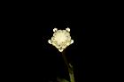 銀膠菊-花60.JPG