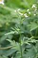 銀膠菊12.jpg