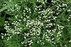 銀膠菊36.jpg