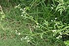 銀膠菊37.jpg