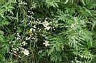 銀膠菊38.jpg