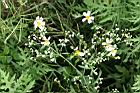 銀膠菊39.jpg