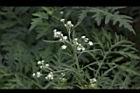 銀膠菊42.JPG