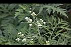 銀膠菊43.JPG