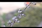 銀葉桉-花苞11.JPG