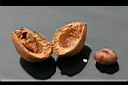 銀葉樹-種子00.jpg