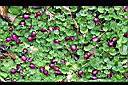 普拉特草6.jpg