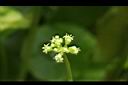 銅錢草-花04.JPG