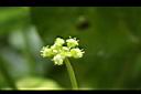 銅錢草-花07.JPG