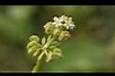 銅錢草-花12.JPG
