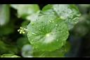 銅錢草-葉02.JPG