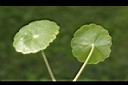 銅錢草-葉03.JPG