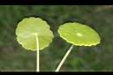 銅錢草-葉05.JPG
