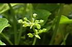 銅錢草-實05.JPG