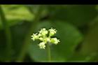 銅錢草-花00.JPG
