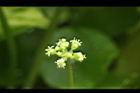 銅錢草-花01.JPG