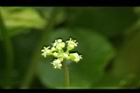 銅錢草-花02.JPG