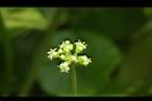 銅錢草-花03.JPG