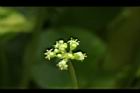 銅錢草-花05.JPG