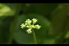 銅錢草-花06.JPG