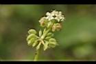 銅錢草-花10.JPG