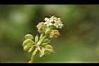 銅錢草-花11.JPG