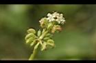 銅錢草-花13.JPG