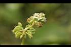 銅錢草-花14.JPG