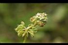 銅錢草-花15.JPG