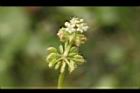 銅錢草-花16.JPG