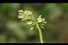 銅錢草-花17.JPG
