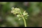 銅錢草-花18.JPG