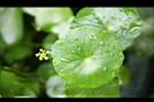 銅錢草-葉00.JPG