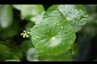 銅錢草-葉01.JPG