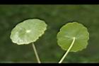 銅錢草-葉04.JPG