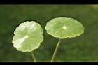 銅錢草-葉正01.JPG